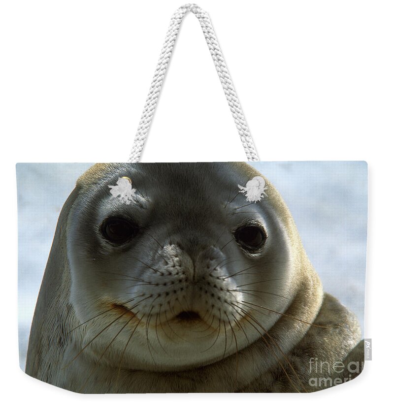 Infocus46 Weekender Tote Bag featuring the photograph Weddell Seal #1 by Art Wolfe