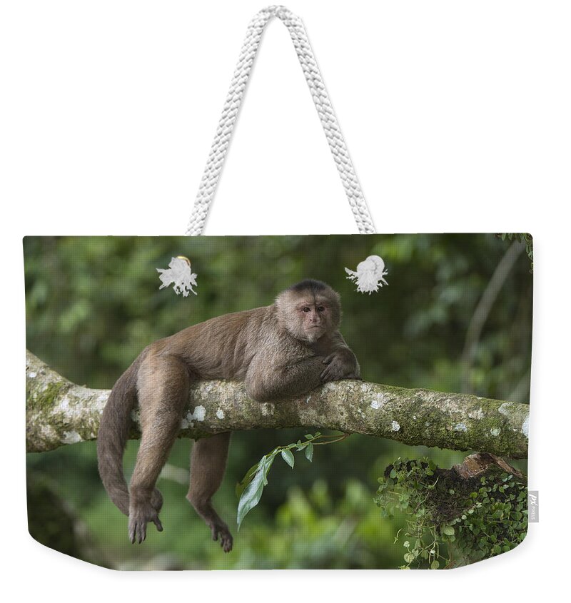 Pete Oxford Weekender Tote Bag featuring the photograph White-fronted Capuchin Puerto by Pete Oxford