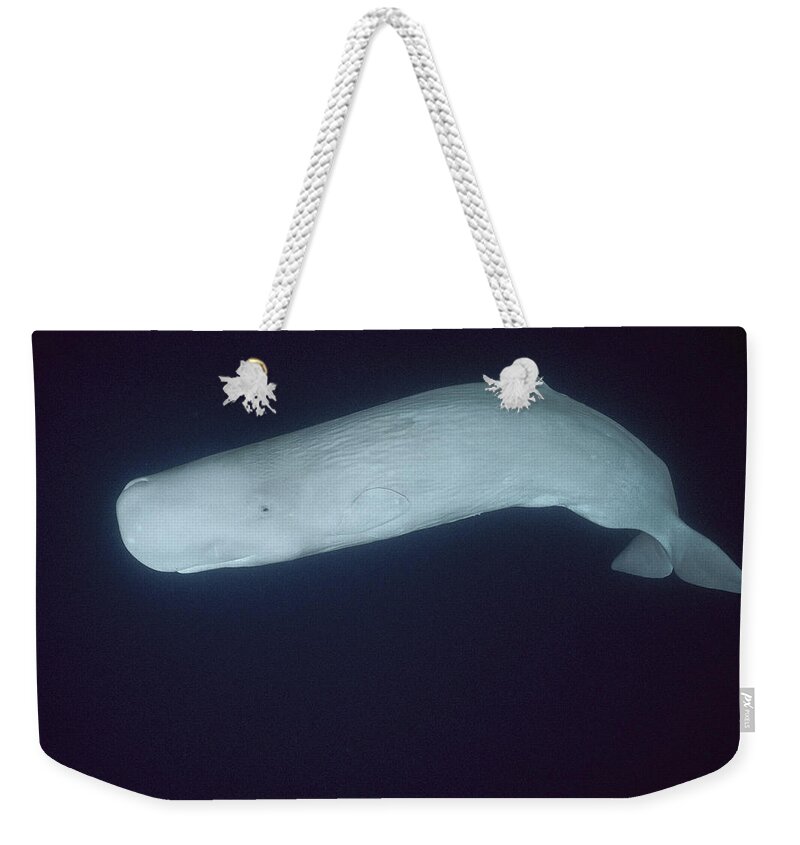 Feb0514 Weekender Tote Bag featuring the photograph White Sperm Whale Azores Islands #1 by Hiroya Minakuchi