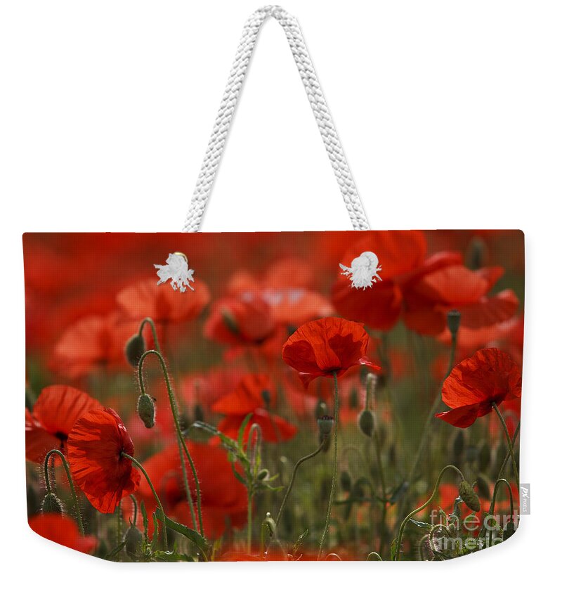 Poppy Weekender Tote Bag featuring the photograph Red Poppy Flowers #10 by Nailia Schwarz