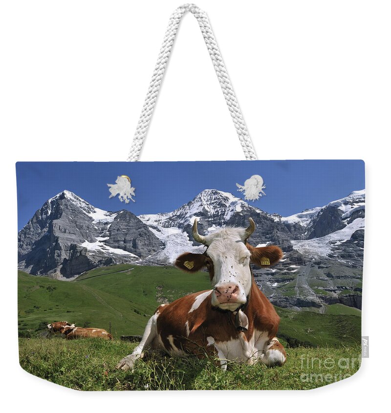 Alpine Cow Weekender Tote Bag featuring the photograph 100205p181 by Arterra Picture Library