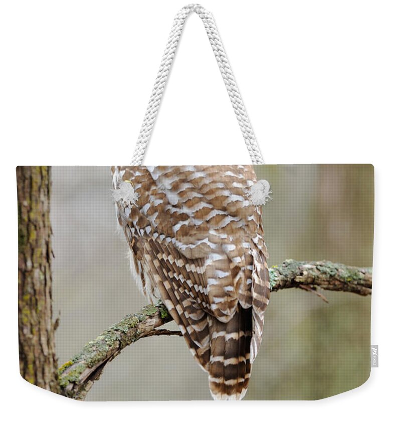 Barred Owl Weekender Tote Bag featuring the photograph Barred Owl by Scott Linstead