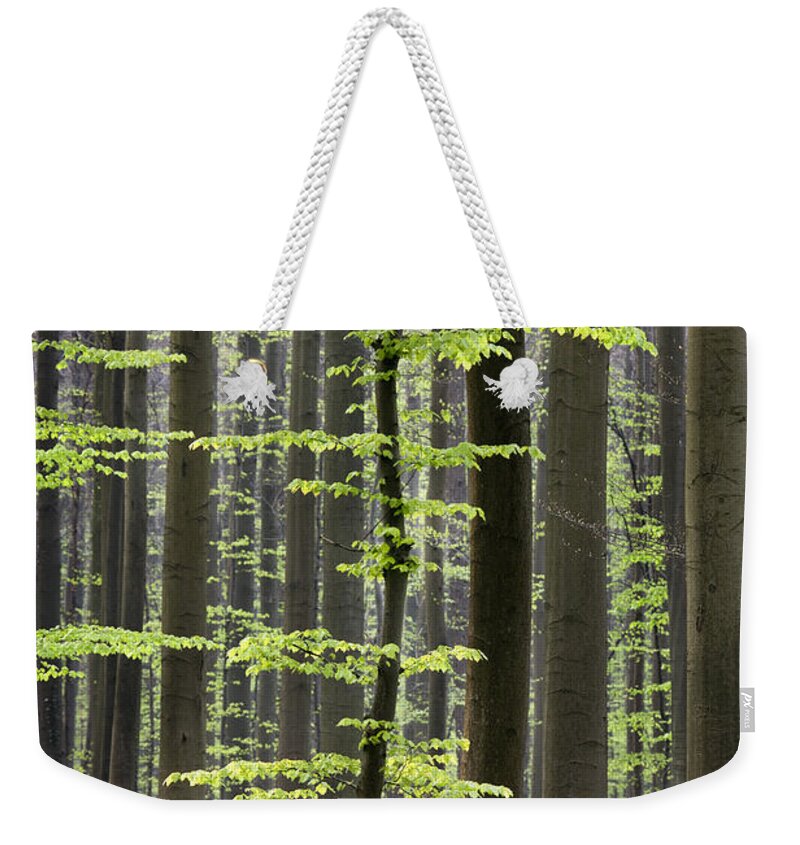 Bluebells Weekender Tote Bag featuring the photograph 110506p244 by Arterra Picture Library