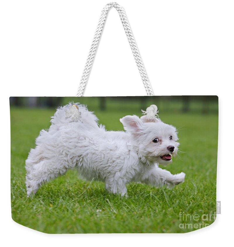 Maltezer Weekender Tote Bag featuring the photograph 110801p130 by Arterra Picture Library