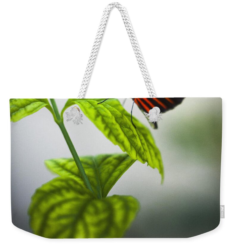 Butterfly Weekender Tote Bag featuring the photograph Butterfly #21 by Bradley R Youngberg