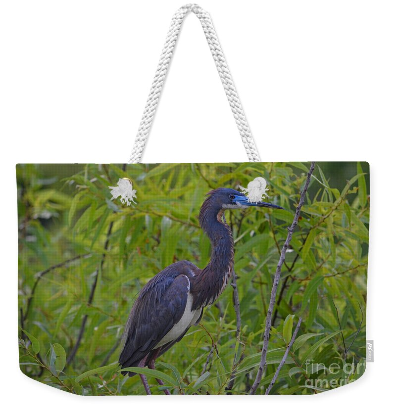Tri-colored Heron Weekender Tote Bag featuring the photograph 13- Tri-Colored Heron by Joseph Keane