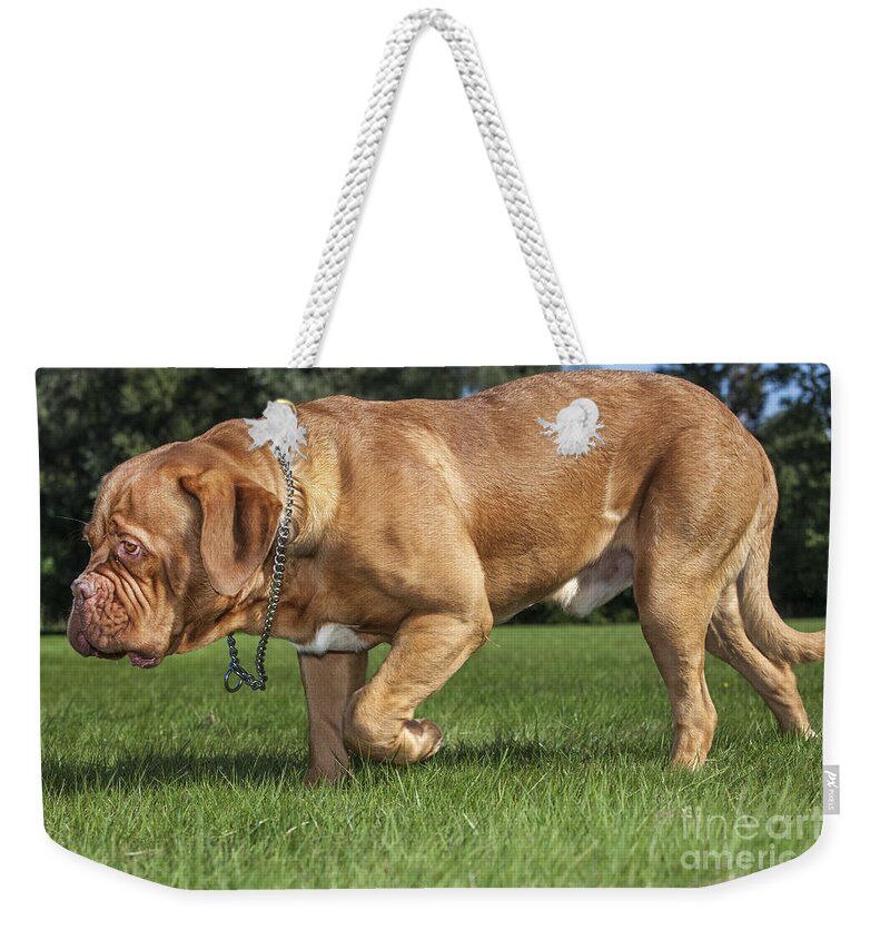 Dogue De Bordeaux Weekender Tote Bag featuring the photograph 130918p007 by Arterra Picture Library