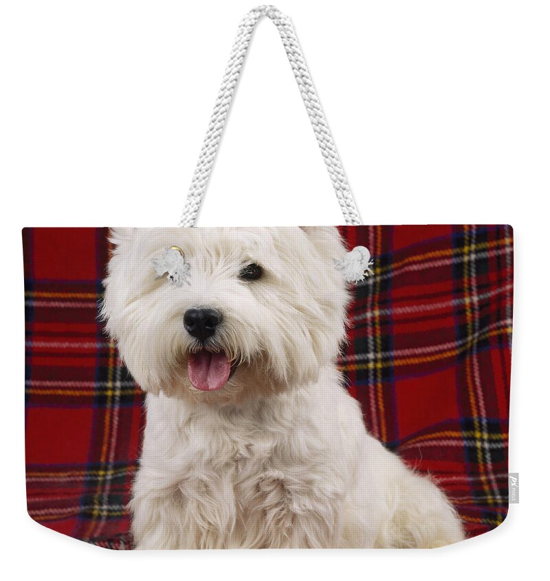 West Highland White Terrier Weekender Tote Bag featuring the photograph West Highland White Terrier #15 by John Daniels