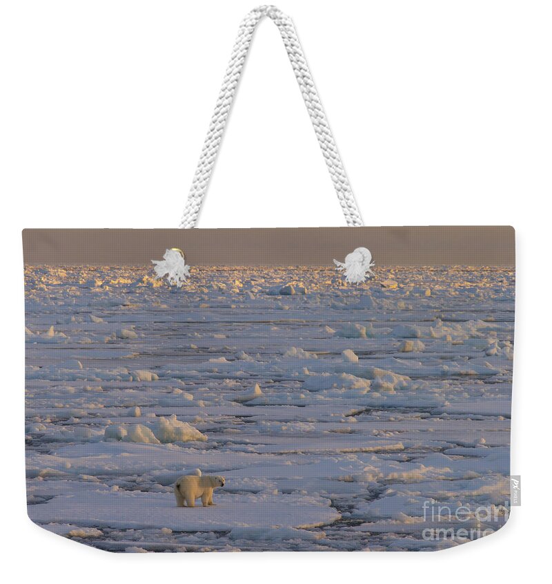 Polar Bear Weekender Tote Bag featuring the photograph 150112p167 by Arterra Picture Library