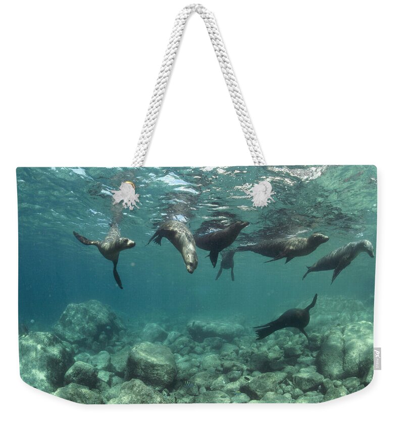 00082149 Weekender Tote Bag featuring the photograph Playful Sealions in Baja by Flip Nicklin