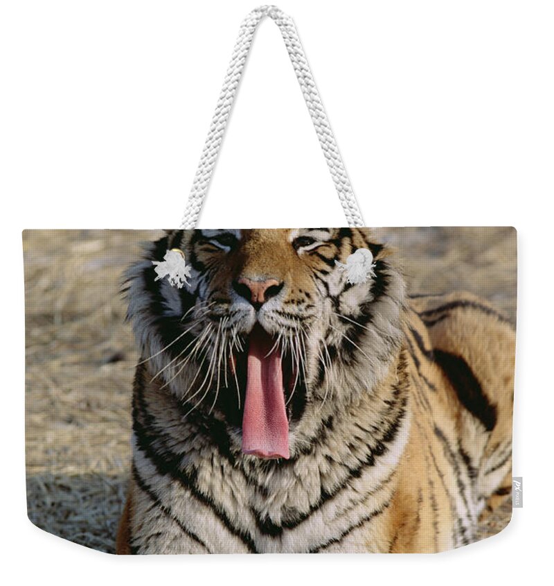 Mp Weekender Tote Bag featuring the photograph Siberian Tiger Yawn by Konrad Wothe