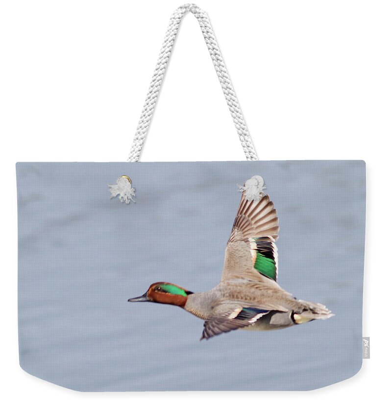 Bird Weekender Tote Bag featuring the photograph Birds Of The World #187 by Hal Beral - Vwpics