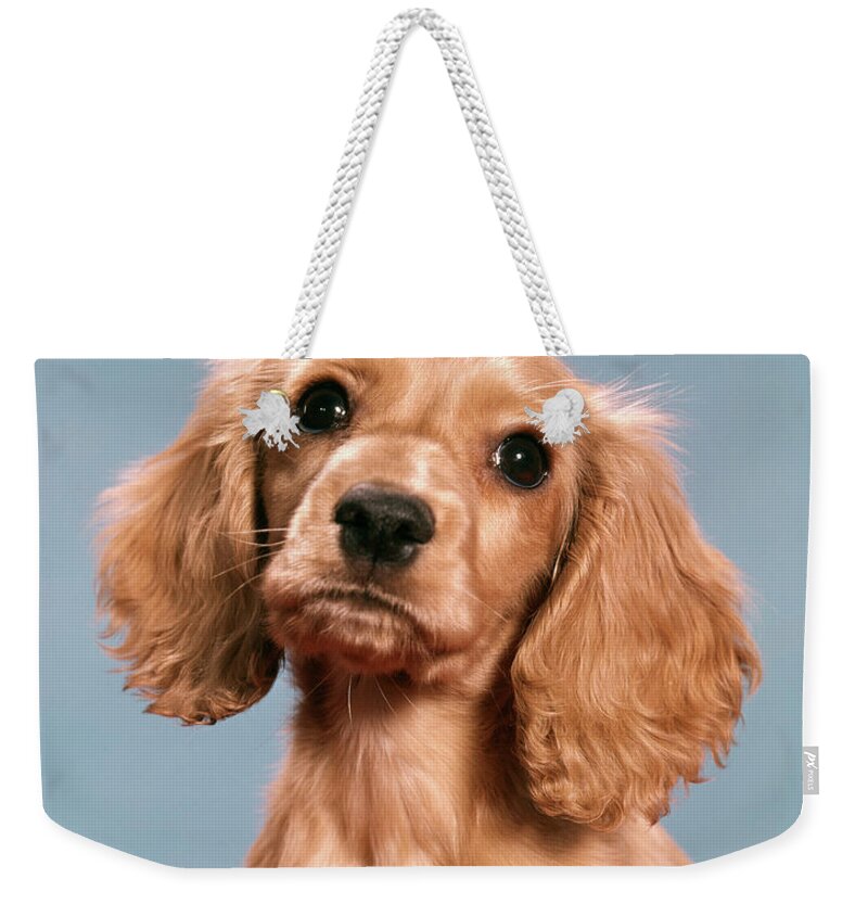 Photography Weekender Tote Bag featuring the photograph 1960s Cute Cocker Spaniel Puppy Looking by Vintage Images