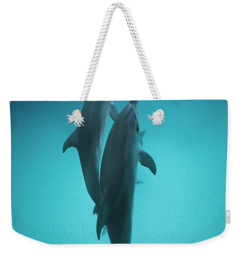 Feb0514 Weekender Tote Bag featuring the photograph Atlantic Spotted Dolphin Pair Bahamas by Flip Nicklin