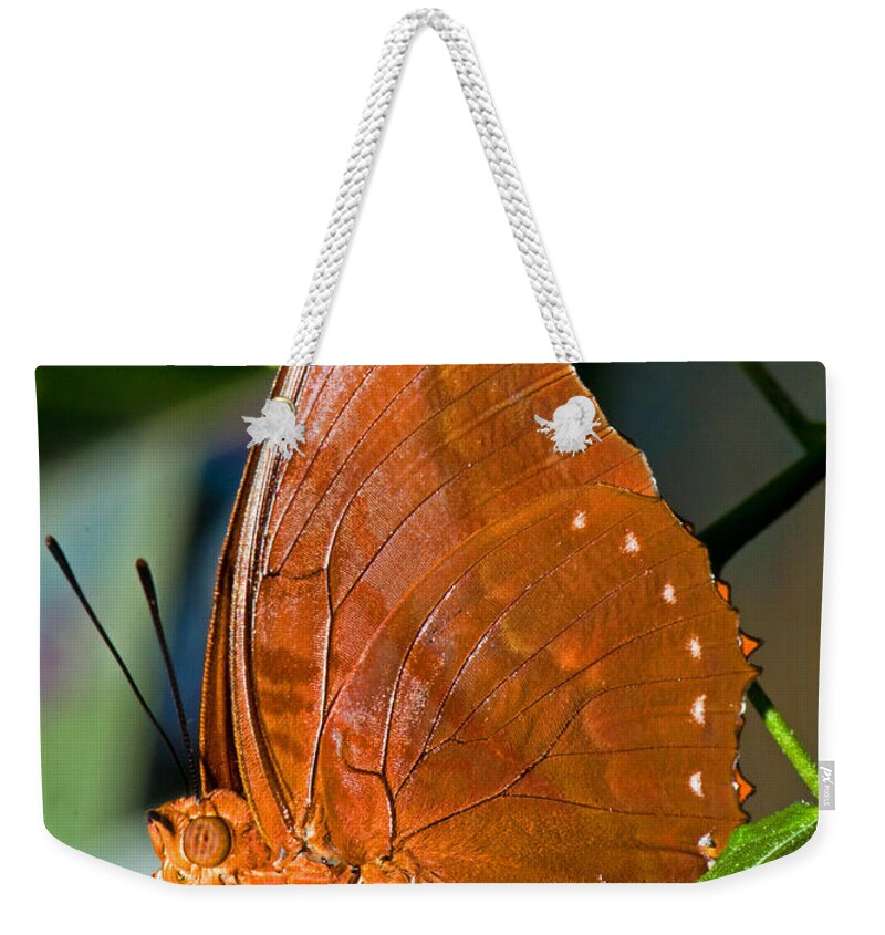 Nature Weekender Tote Bag featuring the photograph Autumn Leaf Butterfly #2 by Millard H. Sharp