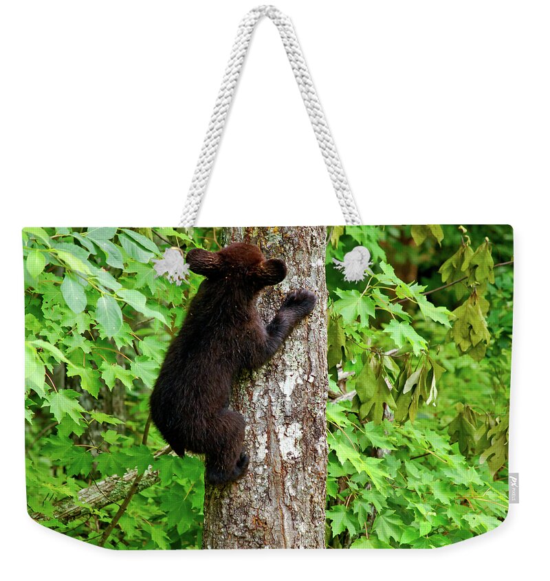 Bear Weekender Tote Bag featuring the photograph Baby Bear by Christi Kraft