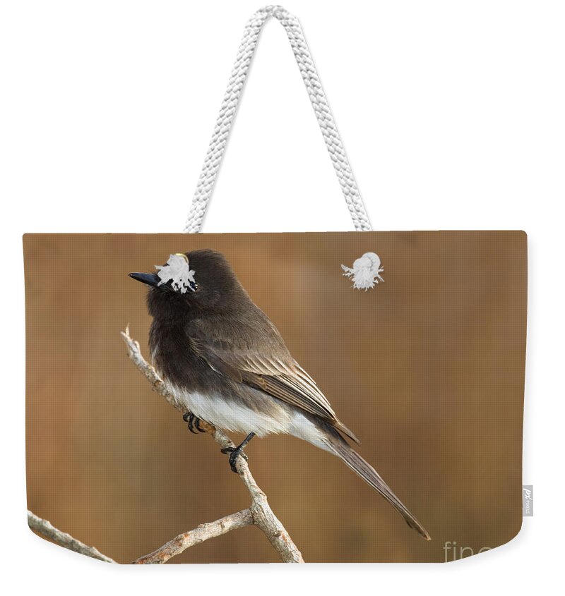 Fauna Weekender Tote Bag featuring the photograph Black Phoebe #2 by Anthony Mercieca
