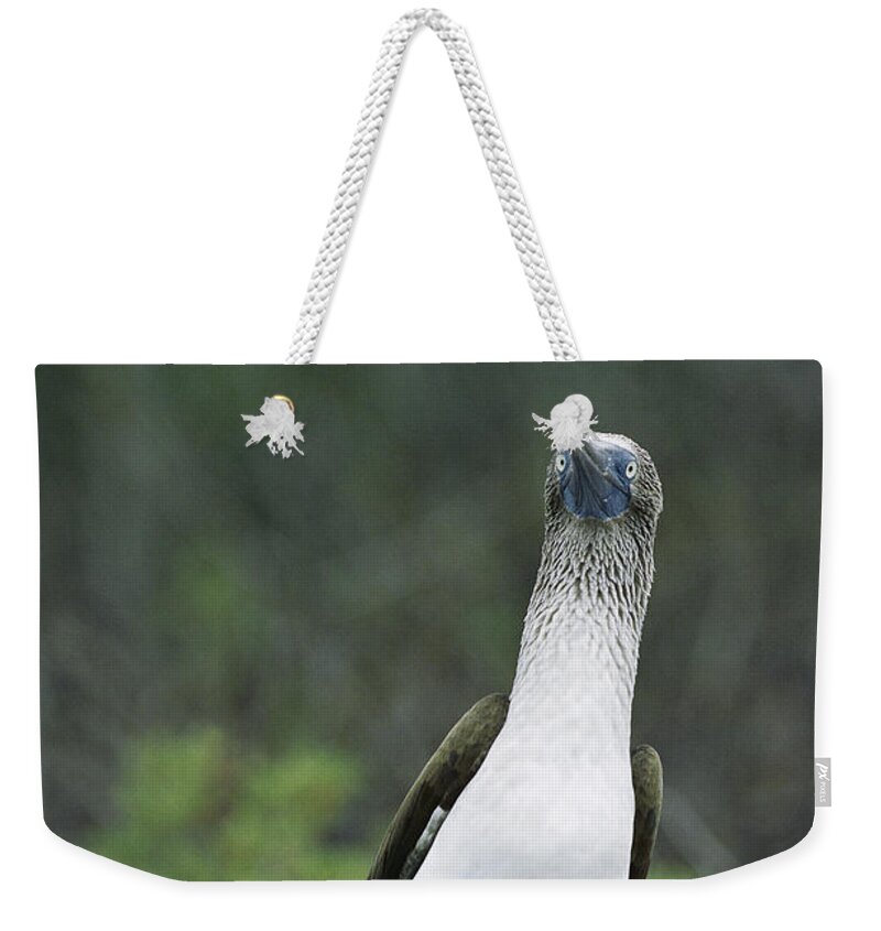 Feb0514 Weekender Tote Bag featuring the photograph Blue-footed Booby Courtship Dance #2 by Tui De Roy