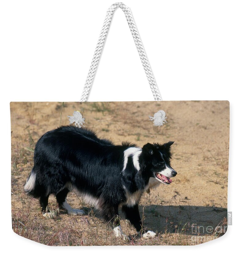 Border Collie Weekender Tote Bag featuring the photograph Border Collie #2 by William H. Mullins