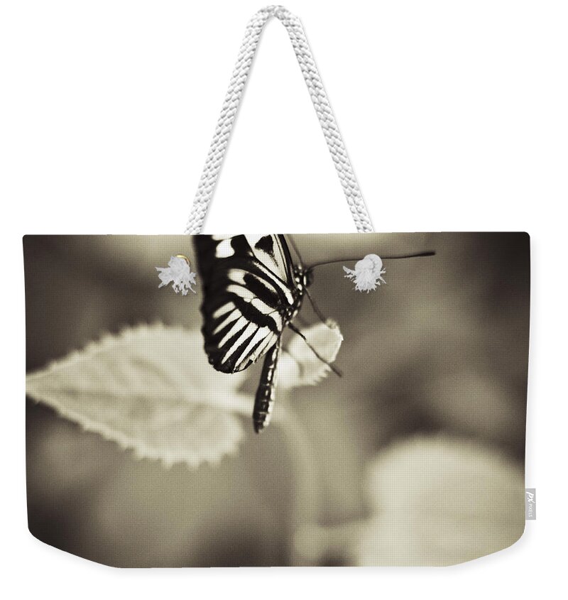 Butterfly Weekender Tote Bag featuring the photograph Butterfly Brown Tone #6 by Bradley R Youngberg
