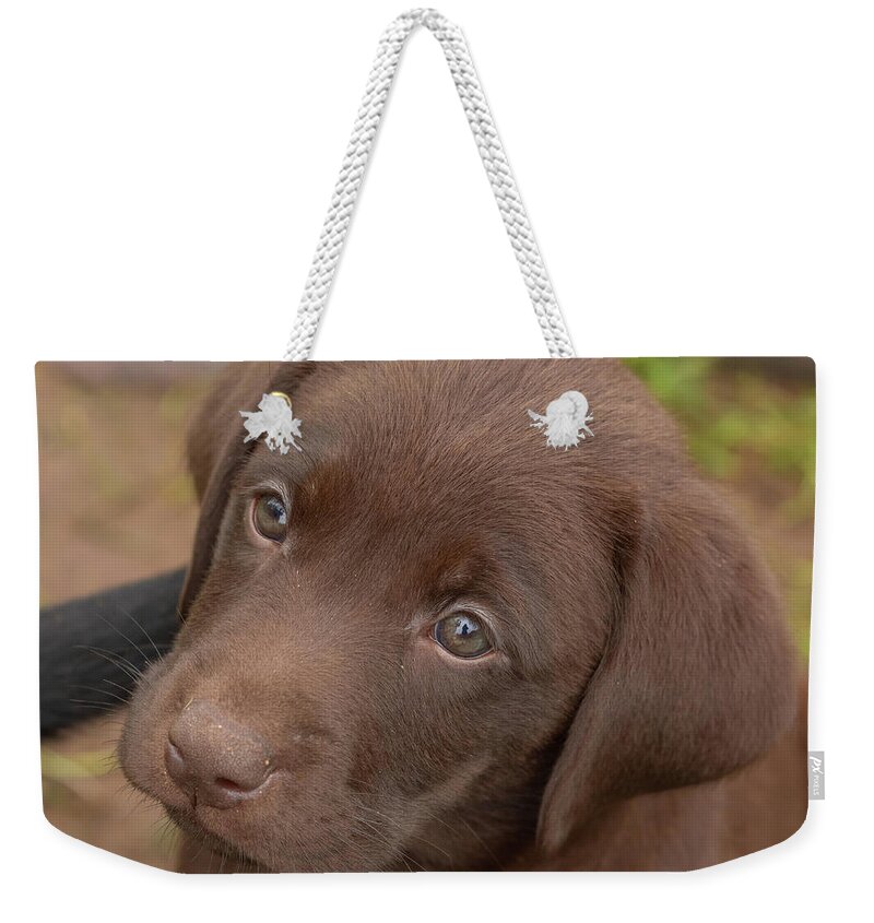 7 Weeks Old Weekender Tote Bag featuring the photograph Chocolate Labrador Retriever Puppy #2 by Linda Arndt