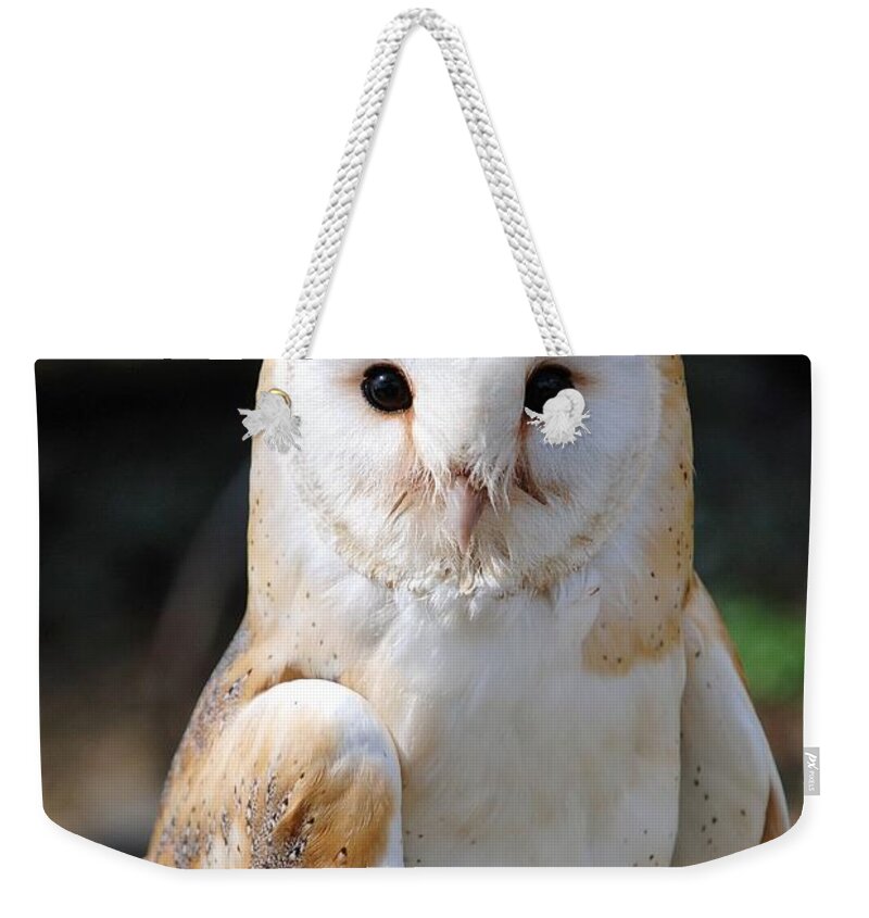 Common Weekender Tote Bag featuring the photograph Common Barn Owl #2 by David Fowler