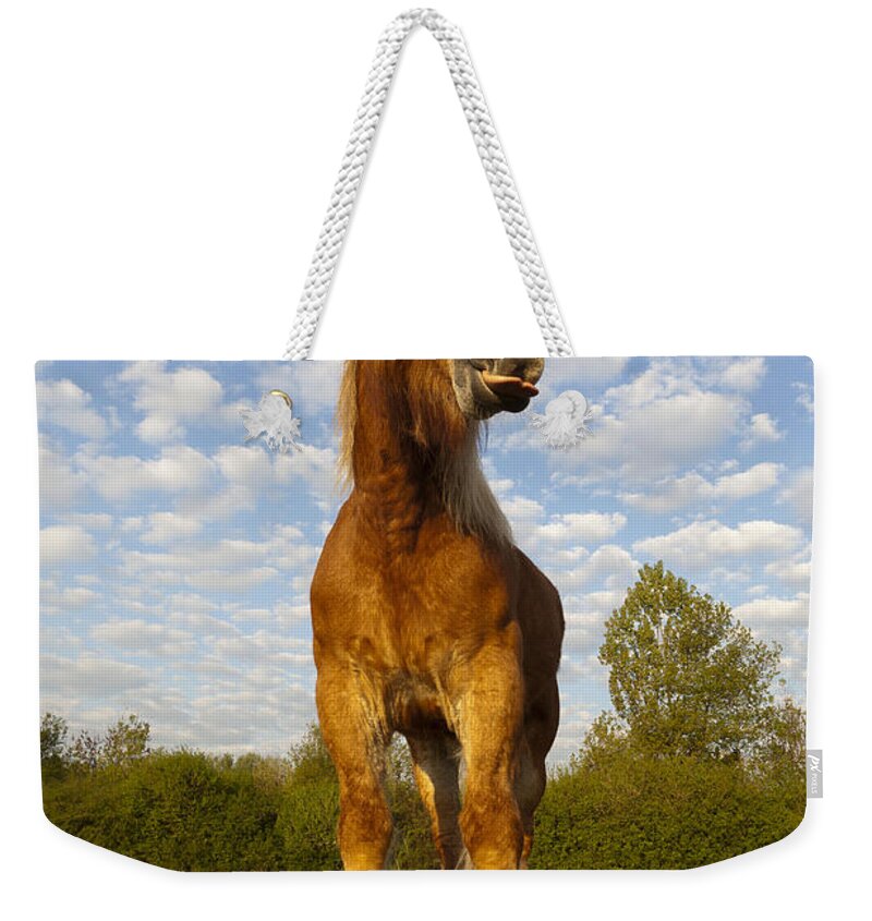 Comtois Weekender Tote Bag featuring the photograph Comtois Horse #1 by M Watson