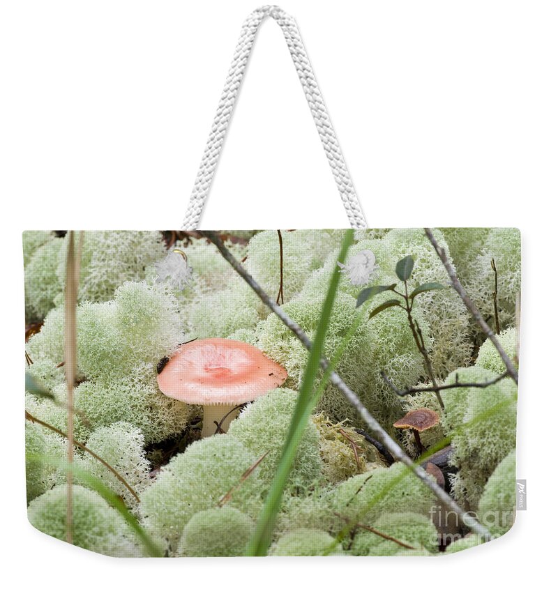 Nature Weekender Tote Bag featuring the photograph Deer Lichen #2 by William H. Mullins