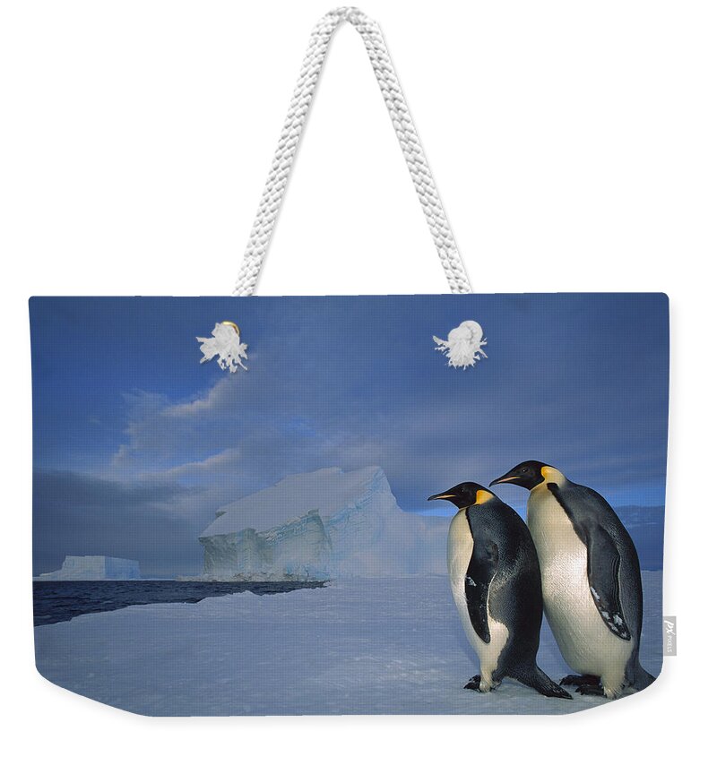 Feb0514 Weekender Tote Bag featuring the photograph Emperor Penguins At Midnight Antarctica #2 by Tui De Roy