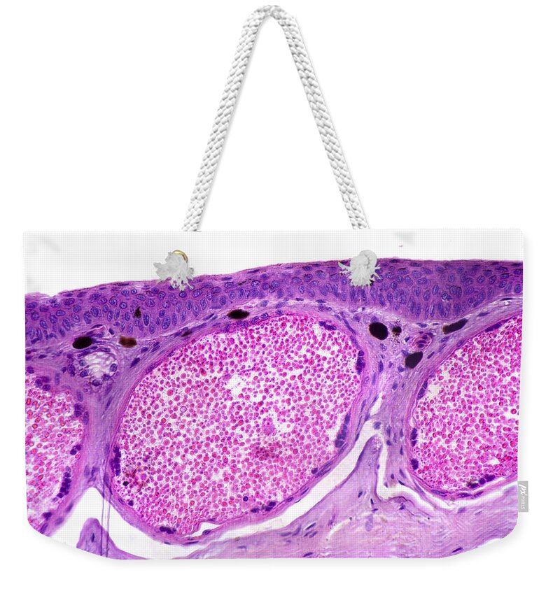 Horizontal Weekender Tote Bag featuring the photograph Frog Skin Section Lm #2 by Science Stock Photography