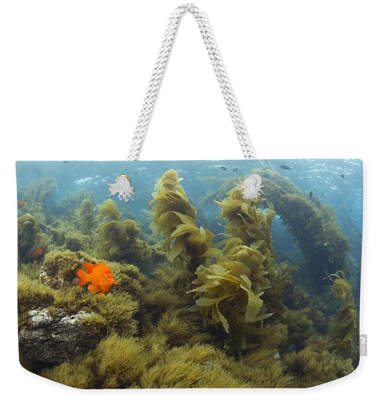 531465 Weekender Tote Bag featuring the photograph Garibaldi In Giant Kelp Forest Catalina #2 by Richard Herrmann
