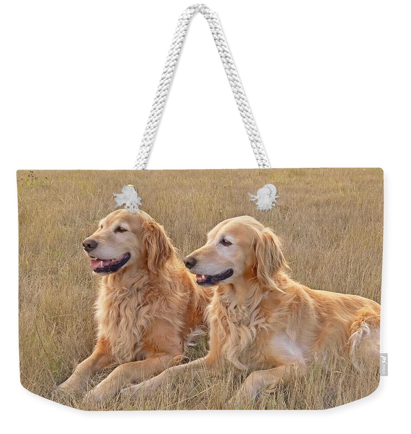 Golden Retriever Weekender Tote Bag featuring the photograph Golden Retrievers in Golden Field by Jennie Marie Schell