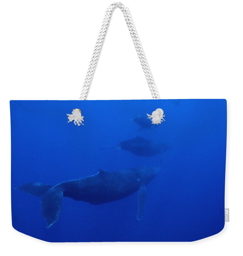 Feb0514 Weekender Tote Bag featuring the photograph Humpback Whale Cow Calf And Male Escort #2 by Flip Nicklin
