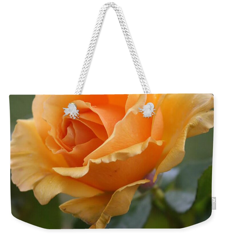 Rose Weekender Tote Bag featuring the photograph In Full Bloom by Christiane Schulze Art And Photography