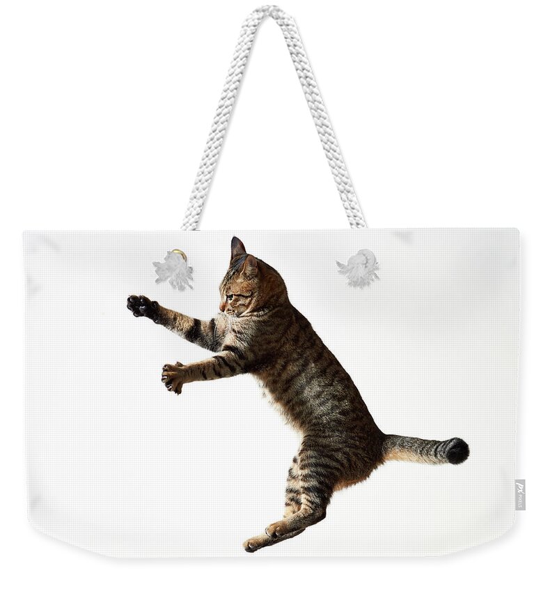 Pets Weekender Tote Bag featuring the photograph Jumping Cat #2 by Akimasa Harada
