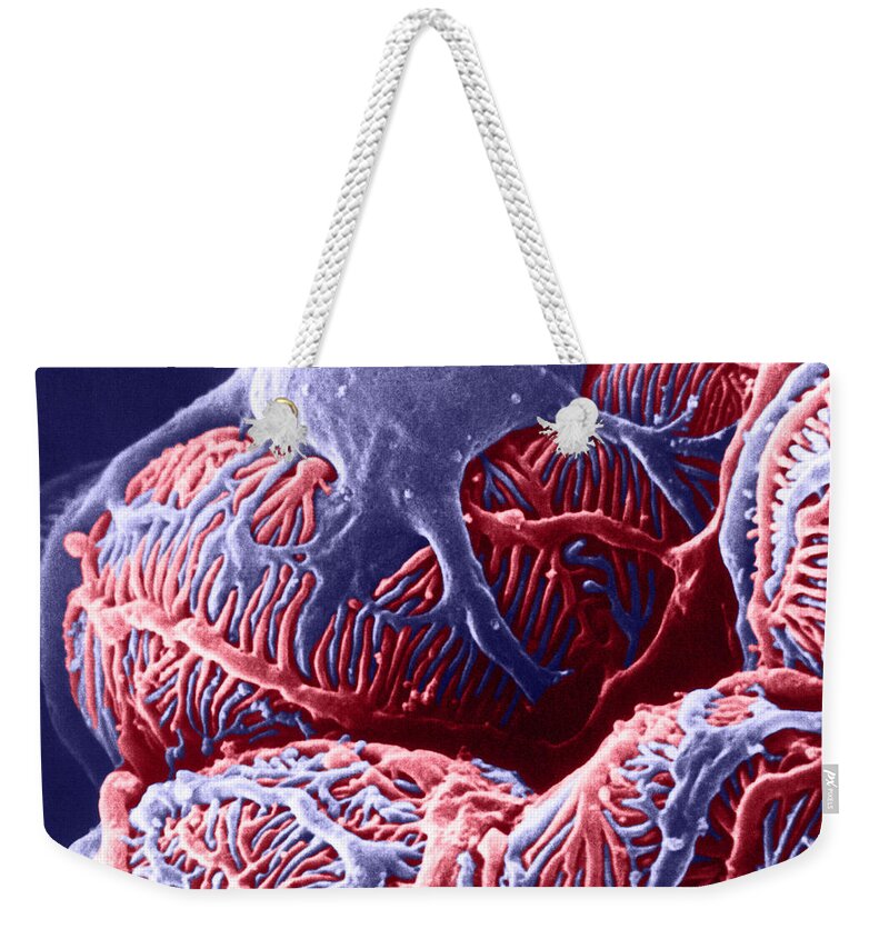 System Weekender Tote Bag featuring the photograph Kidney Glomerulus, Sem by Don W Fawcett