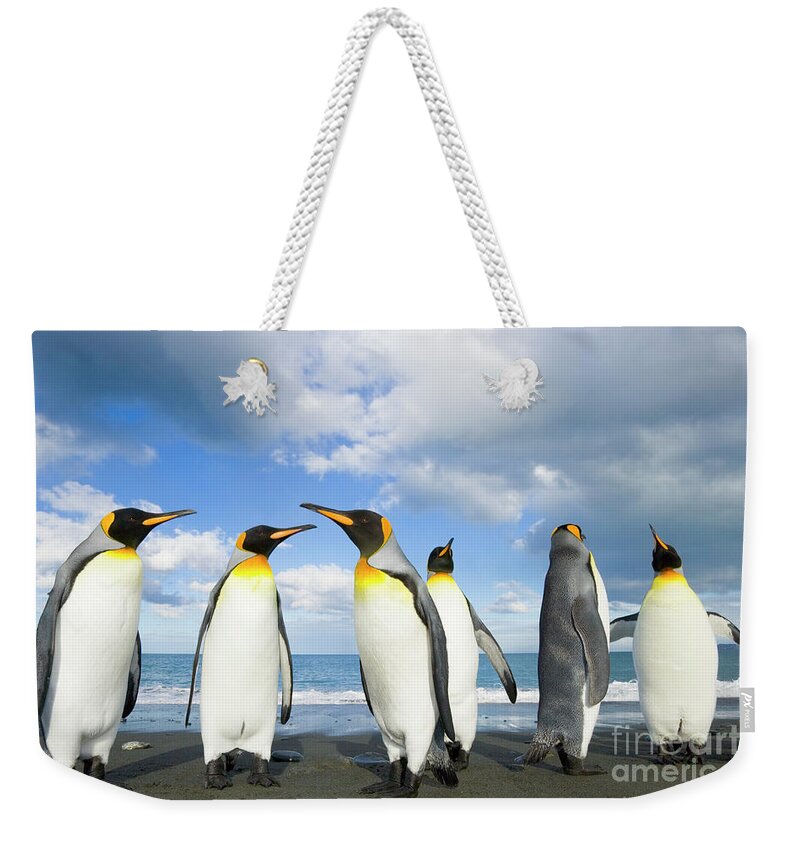 00345362 Weekender Tote Bag featuring the photograph King Penguins in Gold Harbour by Yva Momatiuk John Eastcott