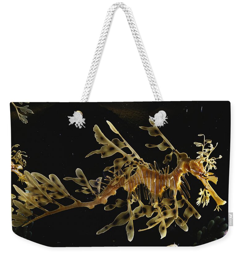 Actinopterygii Weekender Tote Bag featuring the photograph Leafy Sea Dragon by Paul Zahl