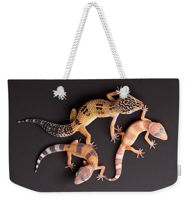 Common Leopard Gecko Weekender Tote Bag featuring the photograph Leopard Gecko E. Macularius Collection #2 by David Kenny