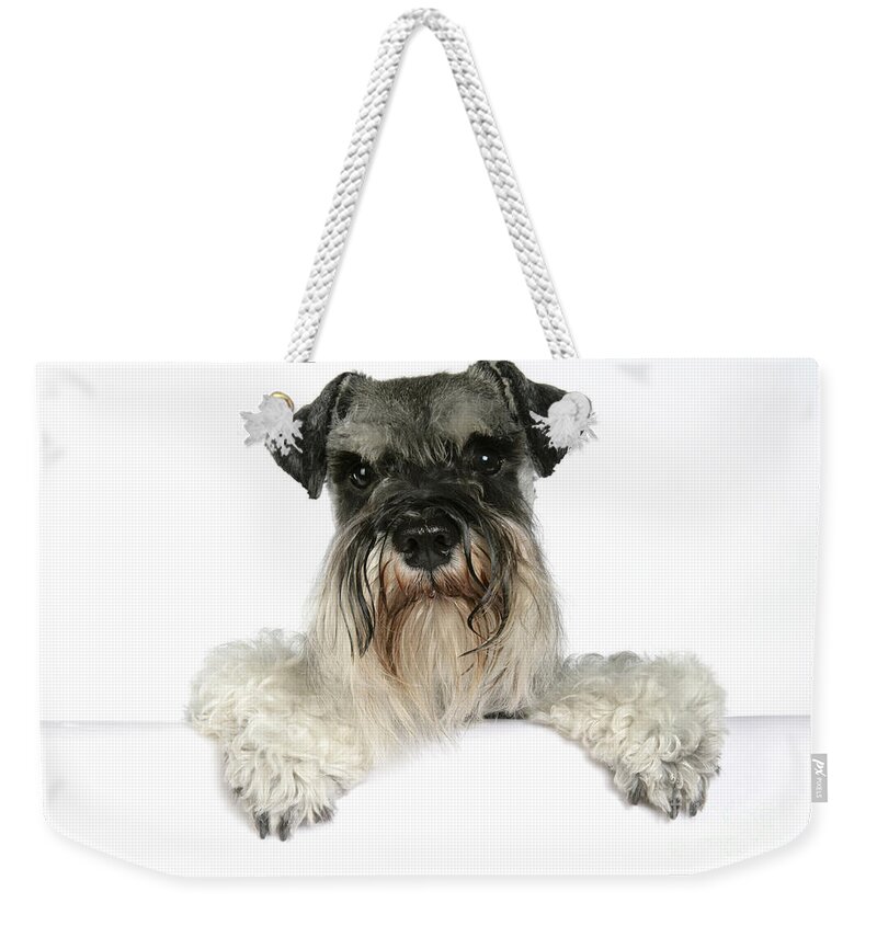 Dog Weekender Tote Bag featuring the photograph Miniature Schnauzer #2 by John Daniels