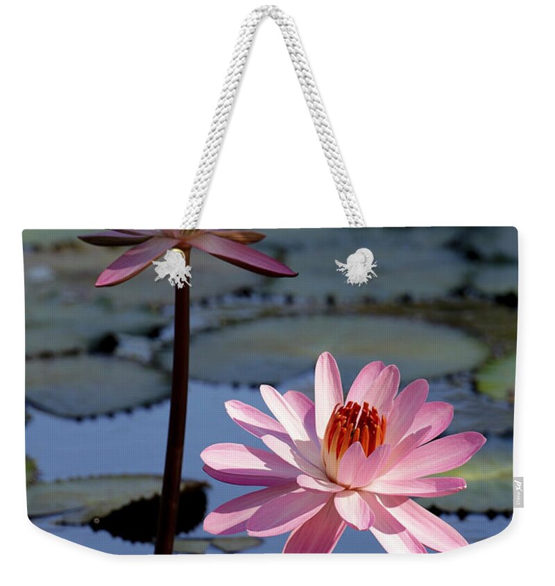 Landscape Weekender Tote Bag featuring the photograph Pink Water Lily in the Spotlight #2 by Sabrina L Ryan