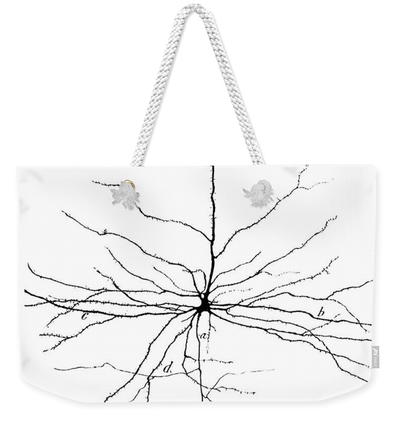 Pyramidal Cell Weekender Tote Bag featuring the photograph Pyramidal Cell In Cerebral Cortex, Cajal by Science Source