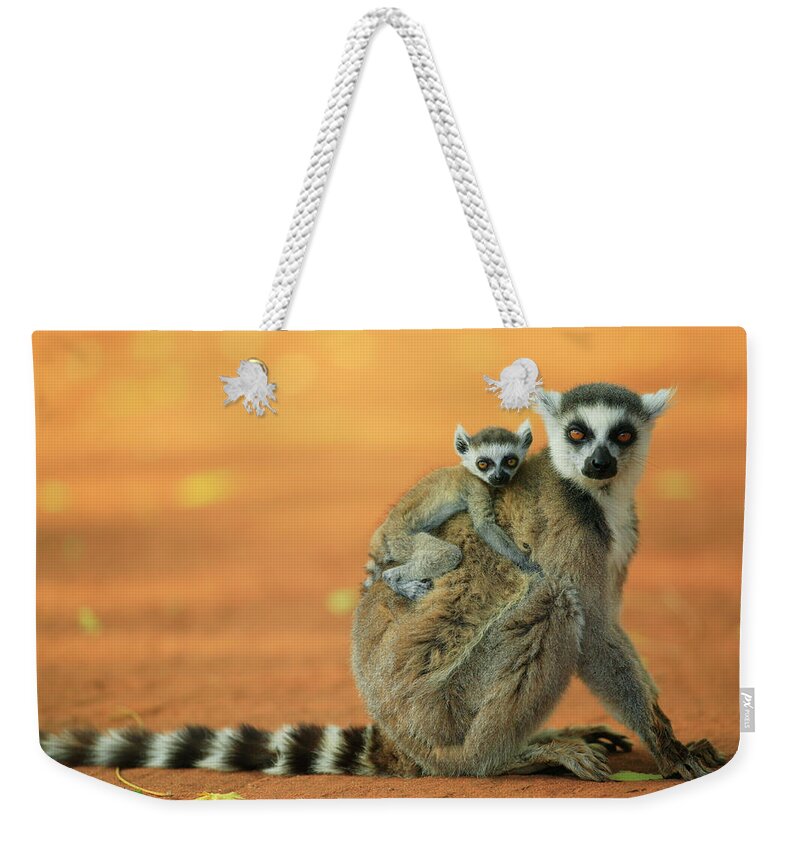 00621159 Weekender Tote Bag featuring the photograph Ring-tailed Lemur Mother and Baby #2 by Cyril Ruoso