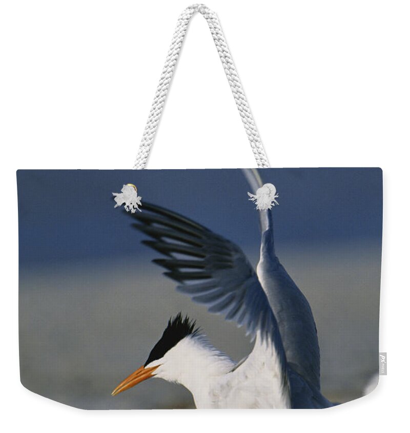 Royal Tern Weekender Tote Bag featuring the photograph Royal Terns #2 by Paul J. Fusco