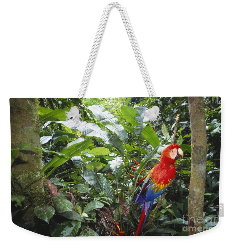 Full Length Weekender Tote Bag featuring the photograph Scarlet Macaw by Art Wolfe