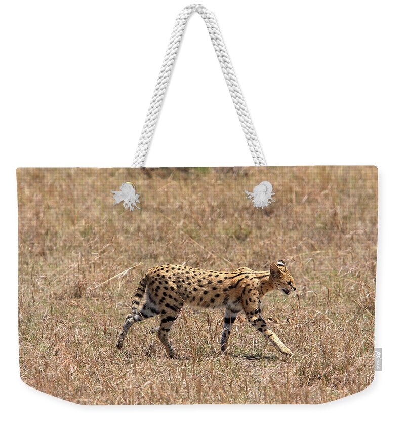 Africa Weekender Tote Bag featuring the photograph Serval Cat On the Masai Mara, Kenya by Aidan Moran