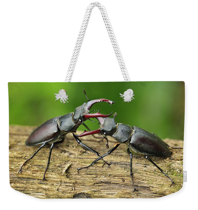Feb0514 Weekender Tote Bag featuring the photograph Stag Beetle Fighting Switzerland #2 by Thomas Marent