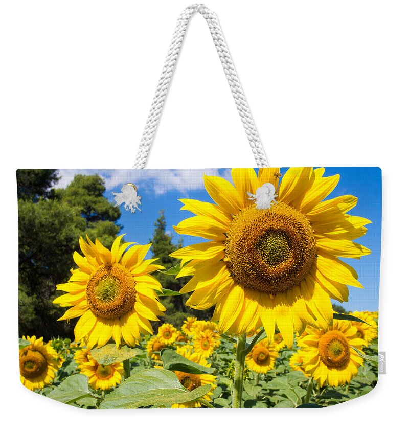 Helianthus Annuus Weekender Tote Bag featuring the photograph Sunflowers #4 by Roy Pedersen