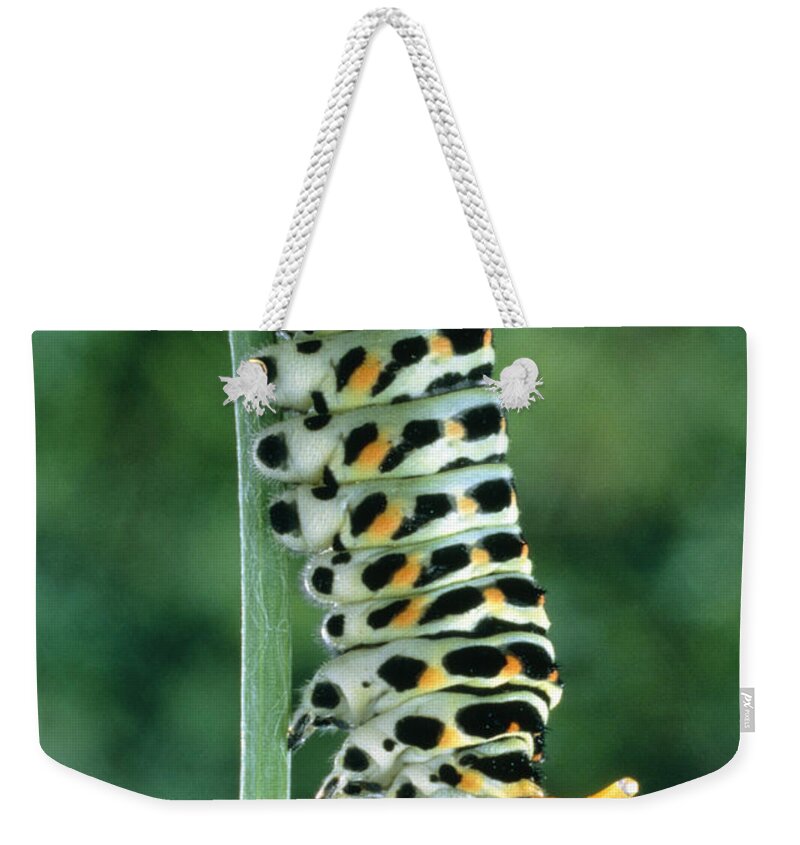 Animal Weekender Tote Bag featuring the photograph Swallowtail Caterpillar #2 by Perennou Nuridsany