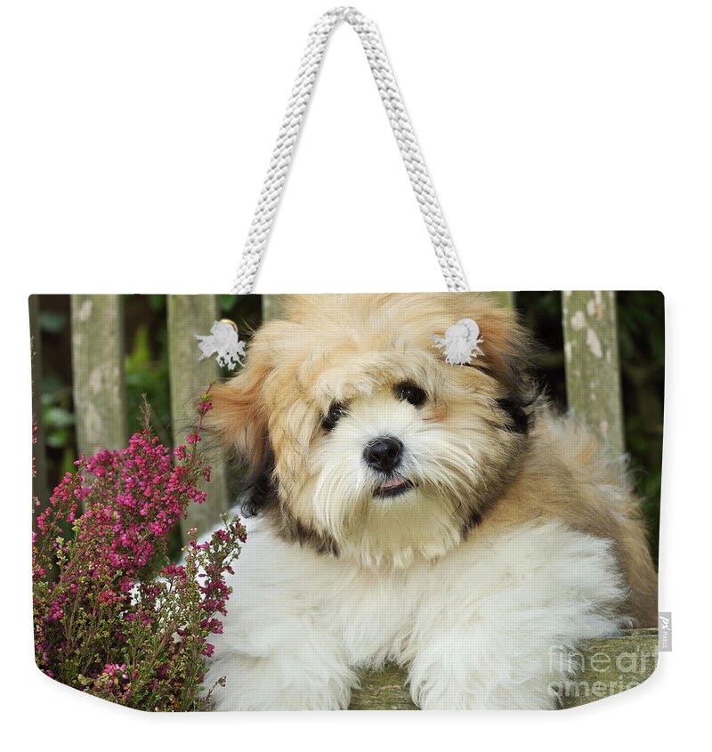 Dog Weekender Tote Bag featuring the photograph Teddy Bear Dog #2 by John Daniels